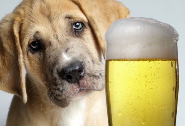 Illustration de l'article : Astuce: 15 aliments à ne surtout pas donner à votre chien... Il en va de sa santé !