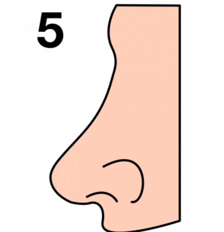 Illustration de l'article : La forme de votre nez en dit beaucoup sur votre personnalité… Voici ce qu’il faut savoir !