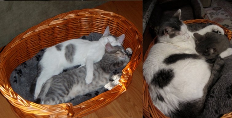 Illustration de l'article : Avant/après: Que sont devenus ces chats qui posent pour leurs maîtres, des années plus tard...