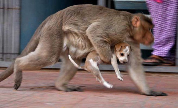 Illustration de l'article : Les animaux ne cessent de nous étonner… En témoigne ce singe qui adopte et protège un chiot abandonné !