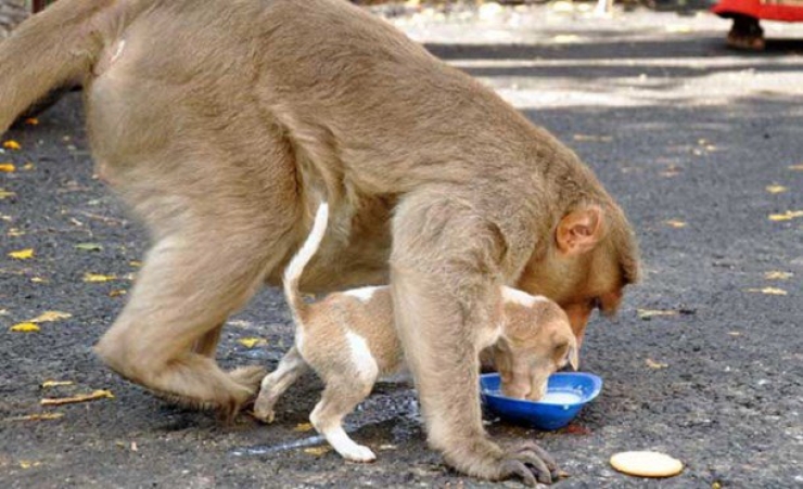 Illustration de l'article : Les animaux ne cessent de nous étonner… En témoigne ce singe qui adopte et protège un chiot abandonné !