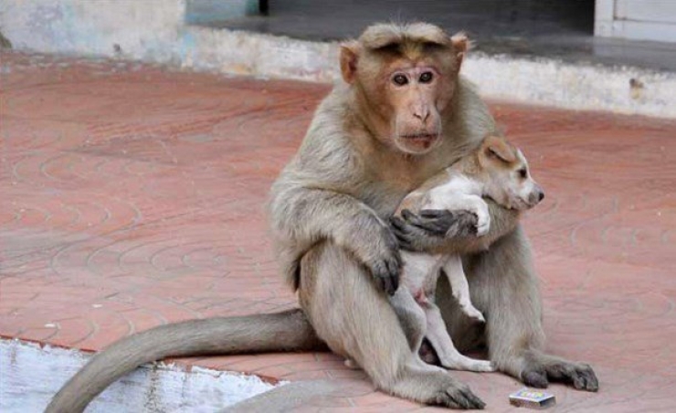 Illustration de l'article : Les animaux ne cessent de nous étonner… En témoigne ce singe qui adopte et protège un chiot abandonné !