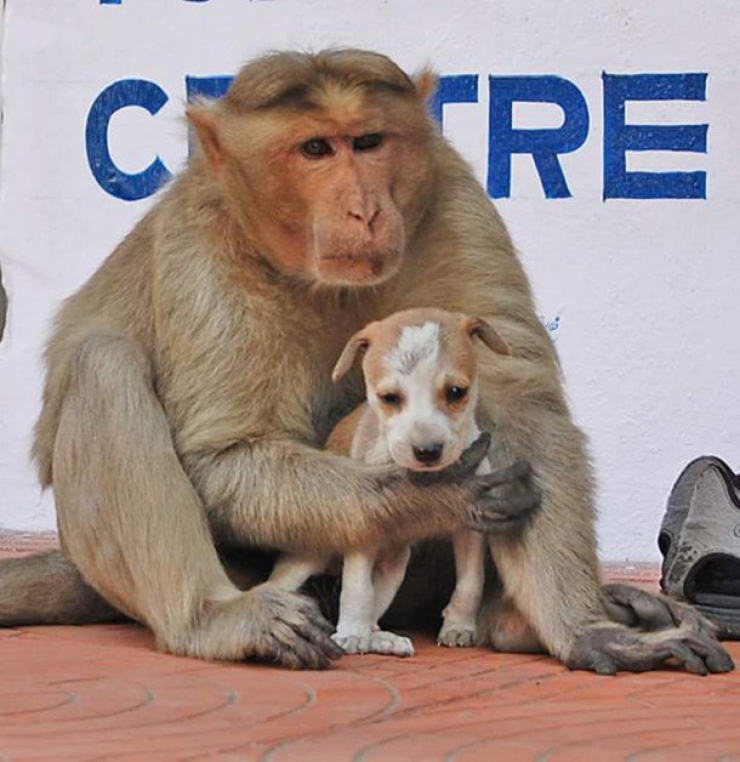 Illustration de l'article : Les animaux ne cessent de nous étonner… En témoigne ce singe qui adopte et protège un chiot abandonné !