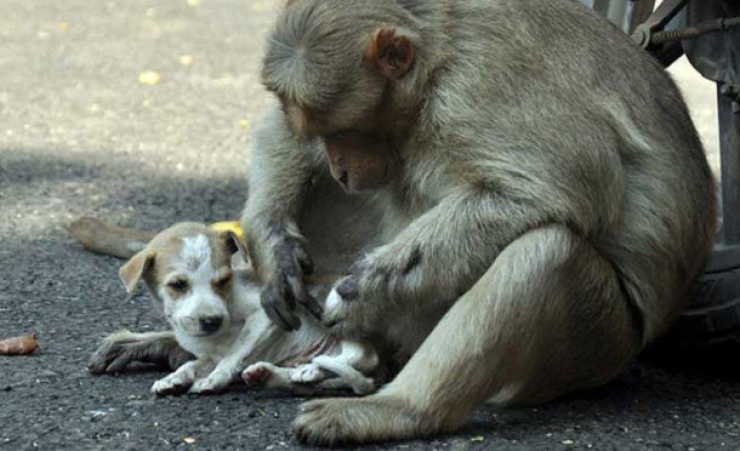 Illustration de l'article : Les animaux ne cessent de nous étonner… En témoigne ce singe qui adopte et protège un chiot abandonné !