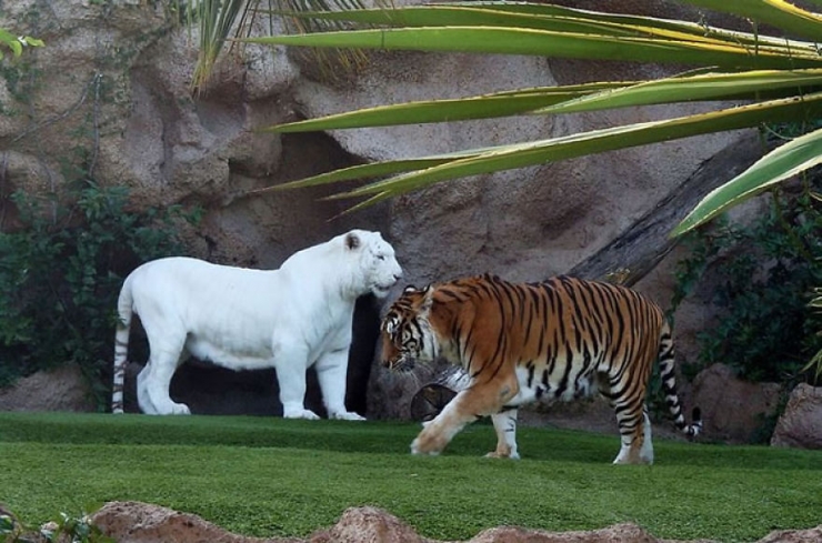 Illustration de l'article : 25 animaux atteints d'albinisme : quand la nature sauvage se pare de blanc