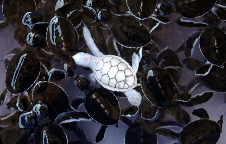 Illustration de l'article : 25 animaux atteints d'albinisme : quand la nature sauvage se pare de blanc