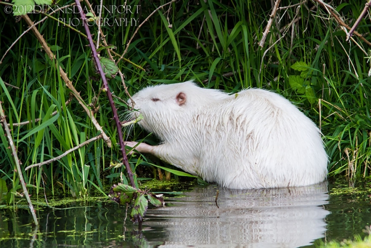 Illustration de l'article : 25 animaux atteints d'albinisme : quand la nature sauvage se pare de blanc