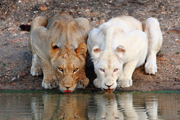 Illustration de l'article : 25 animaux atteints d'albinisme : quand la nature sauvage se pare de blanc