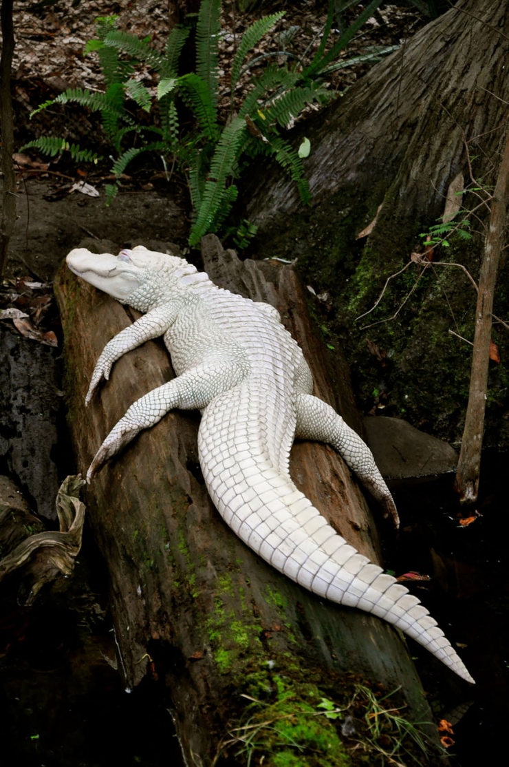 Illustration de l'article : 25 animaux atteints d'albinisme : quand la nature sauvage se pare de blanc
