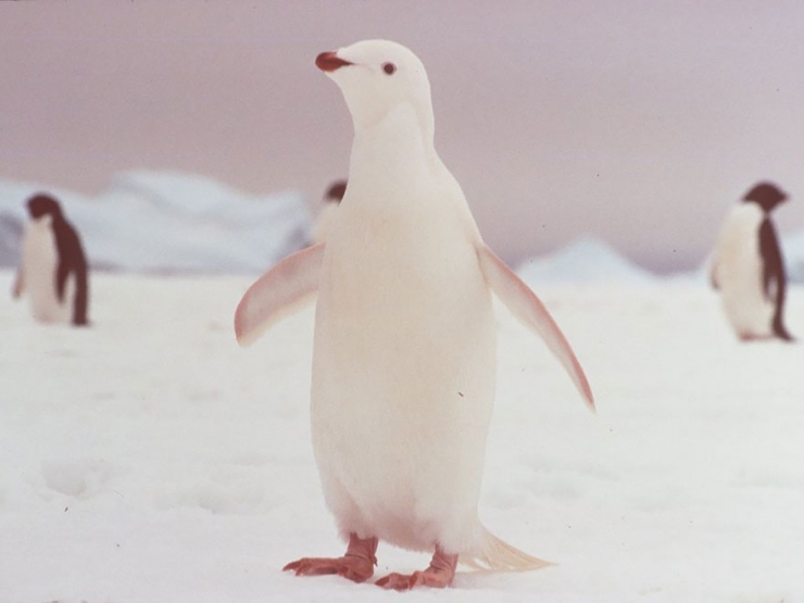 Illustration de l'article : 25 animaux atteints d'albinisme : quand la nature sauvage se pare de blanc