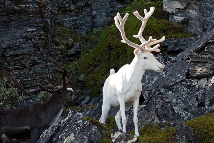 Illustration de l'article : 25 animaux atteints d'albinisme : quand la nature sauvage se pare de blanc