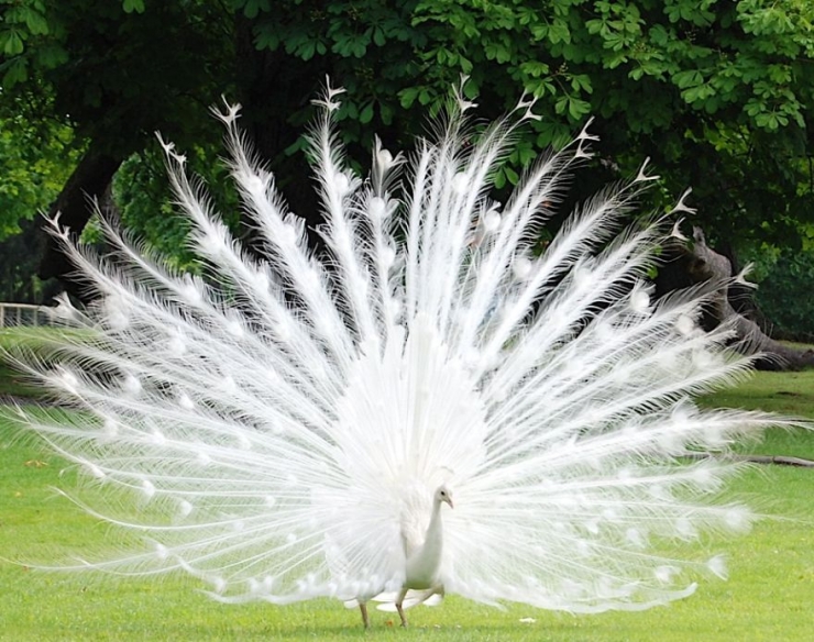 Illustration de l'article : 25 animaux atteints d'albinisme : quand la nature sauvage se pare de blanc