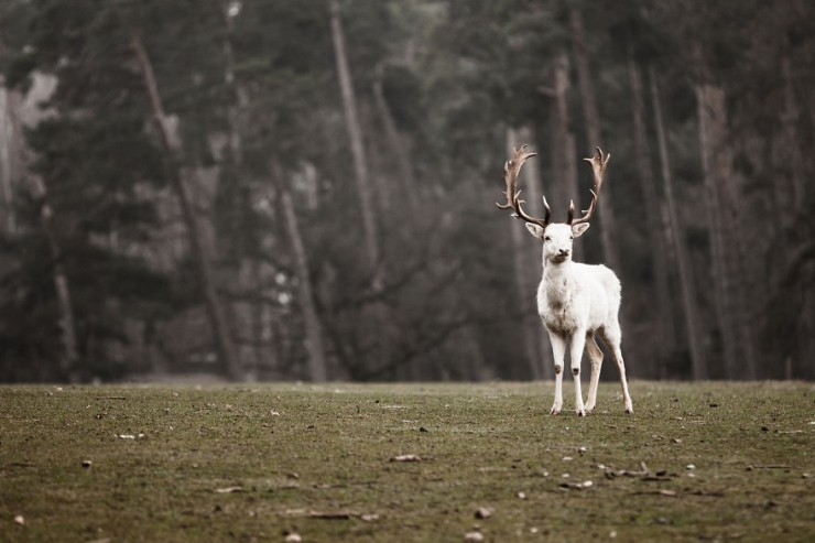 Illustration de l'article : 25 animaux atteints d'albinisme : quand la nature sauvage se pare de blanc