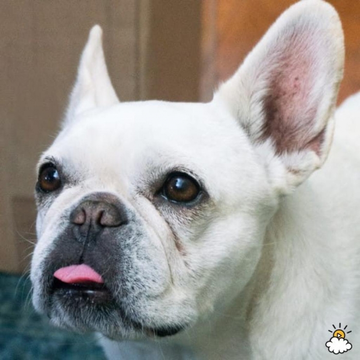 Illustration de l'article : Elle met du Listerine sur du coton et se frotte les aisselles avec... Une astuce brillante !