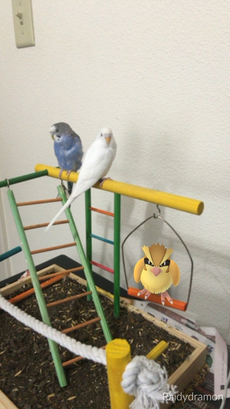 Illustration de l'article : Top 25 des captures d&rsquo;&eacute;cran de Pok&eacute;mon Go capt&eacute;es au meilleur moment ! 