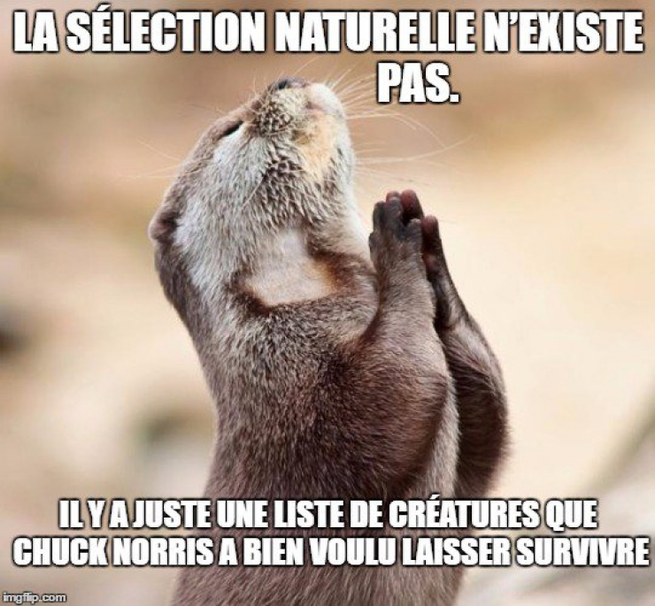 Illustration de l'article : Top 15 des meilleures punchlines de notre maître à tous...Chuck Norris !