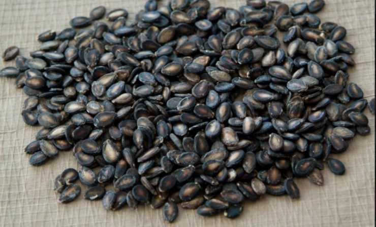 Illustration de l'article : Ne jetez surtout pas vos graines de past&egrave;que ! En les faisant bouillir elle peuvent vous &ecirc;tre tr&egrave;s utiles !