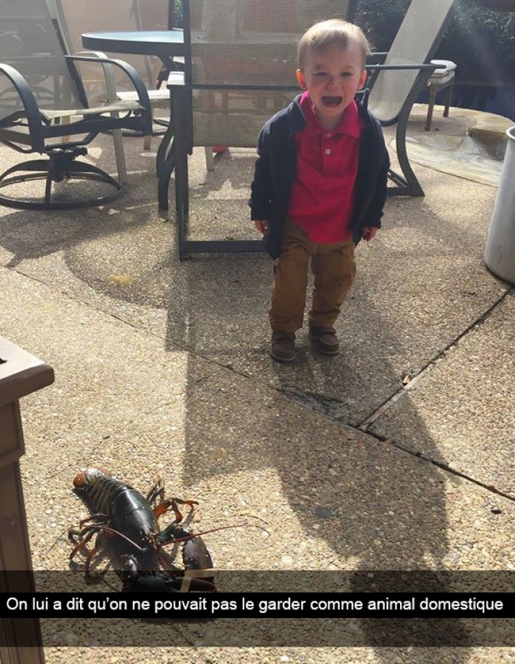 Illustration de l'article : Ces 32 bébés pleurent pour des futilités et visiblement, les parents aiment bien les ridiculiser !