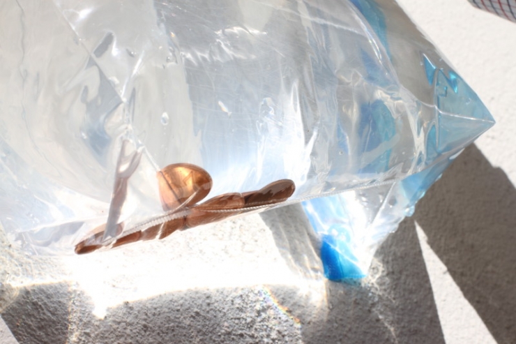 Illustration de l'article : LA SOLUTION pour &eacute;viter les invasions de mouches chez vous cet &eacute;t&eacute; !