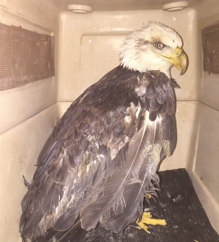 Illustration de l'article : Des douaniers s'interrogent en entendant du bruit venant de ces bouteilles... En y apercevant des yeux, ils se dépêchent de prendre des ciseaux !