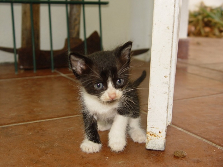 Illustration de l'article : Cette dame de 64 ans n'avait pas id&eacute;e de ce qui lui poussait sur l'&eacute;paule... En voyant son chat devenir bizarre, elle a tout compris !