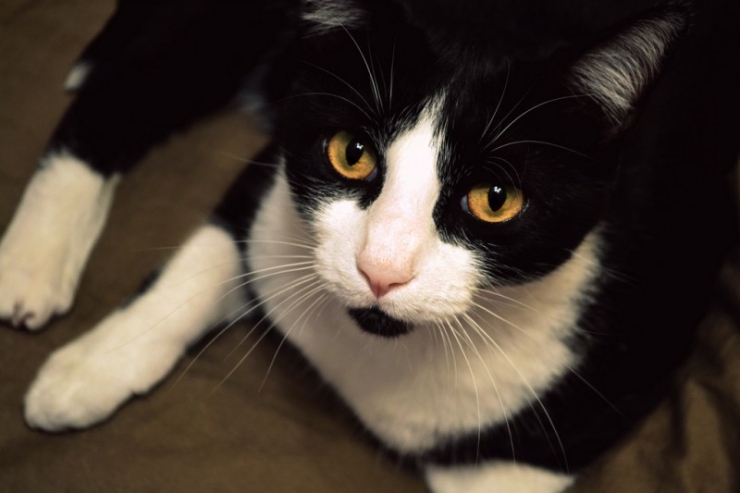 Illustration de l'article : Cette dame de 64 ans n'avait pas id&eacute;e de ce qui lui poussait sur l'&eacute;paule... En voyant son chat devenir bizarre, elle a tout compris !