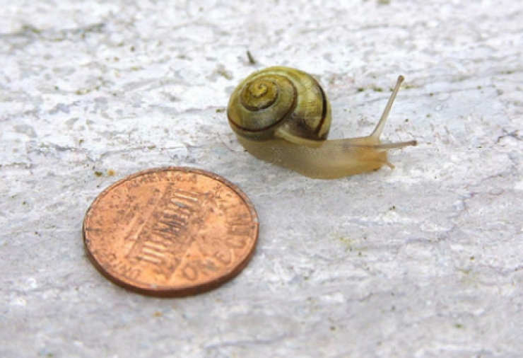 Illustration de l'article : Elle colle des petites pi&egrave;ces sous les chaussures de sa fille pour une raison brillante ! Il suffisait d'y penser...