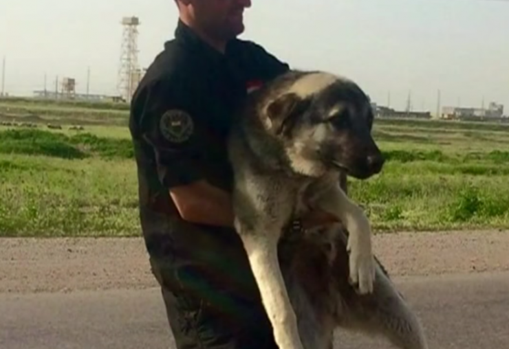 Illustration de l'article : Ce soldat ne peut se résoudre à laisser son chien derrière lui... Il prend alors une décision qui va tout changer !