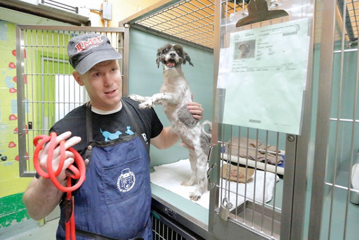 Illustration de l'article : Il offre des toilettages gratuits aux chiens de refuges pour qu’ils aient plus de chances d’être adoptés !