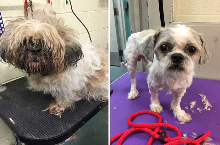 Illustration de l'article : Il offre des toilettages gratuits aux chiens de refuges pour qu’ils aient plus de chances d’être adoptés !