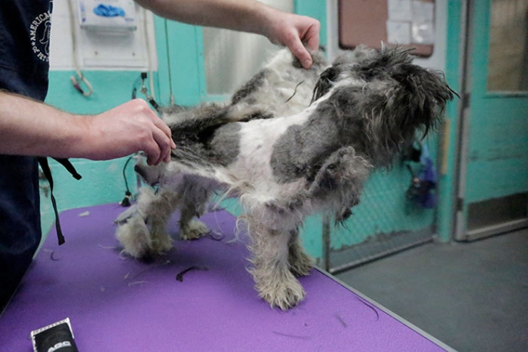Illustration de l'article : Il offre des toilettages gratuits aux chiens de refuges pour qu’ils aient plus de chances d’être adoptés !