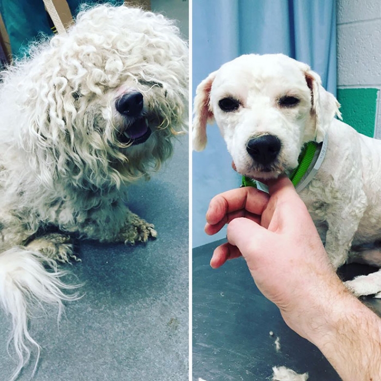 Illustration de l'article : Il offre des toilettages gratuits aux chiens de refuges pour qu’ils aient plus de chances d’être adoptés !