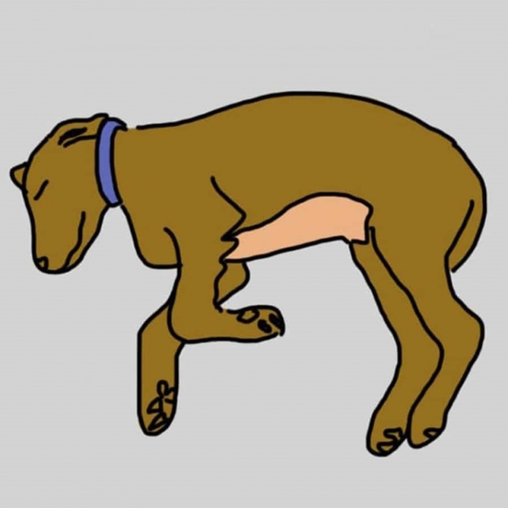 Illustration de l'article : La position dans laquelle votre chien dort en dit beaucoup sur lui ! Ce qu’il faut savoir: