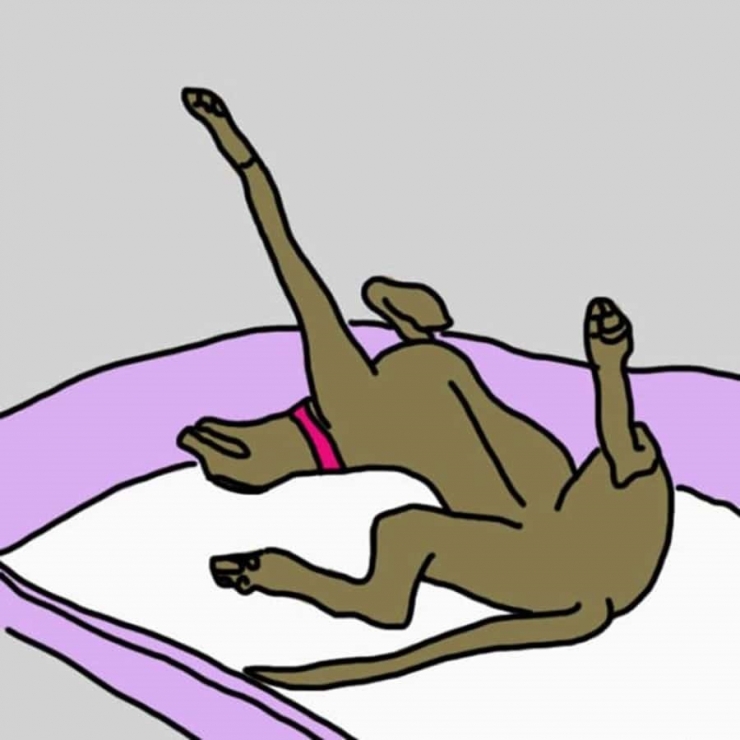 Illustration de l'article : La position dans laquelle votre chien dort en dit beaucoup sur lui ! Ce qu’il faut savoir: