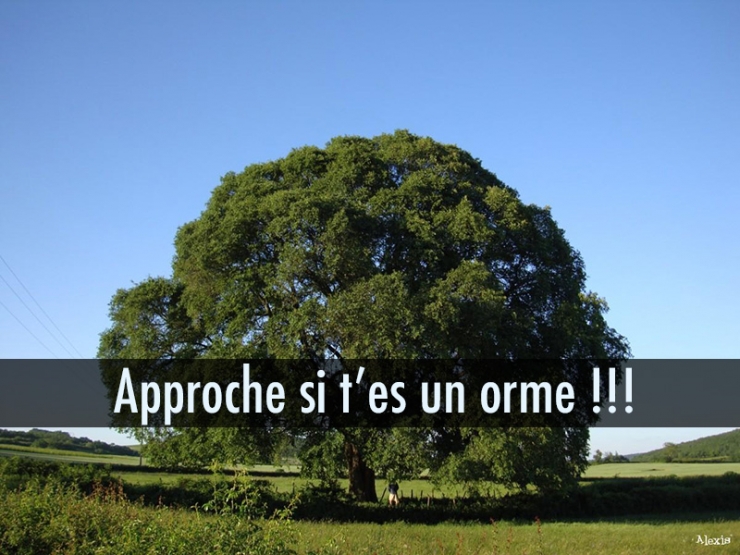 Illustration de l'article : Quand les noms d’arbres inspirent les jeux de mots les plus douteux… 10 exemples !