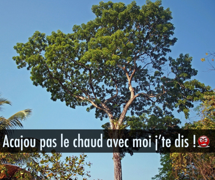 Illustration de l'article : Quand les noms d’arbres inspirent les jeux de mots les plus douteux… 10 exemples !