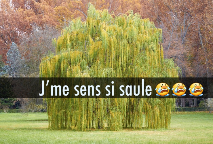 Illustration de l'article : Quand les noms d’arbres inspirent les jeux de mots les plus douteux… 10 exemples !