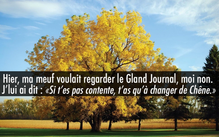 Illustration de l'article : Quand les noms d’arbres inspirent les jeux de mots les plus douteux… 10 exemples !