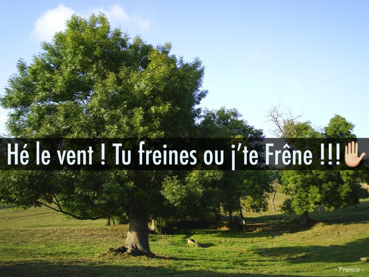 Illustration de l'article : Quand les noms d’arbres inspirent les jeux de mots les plus douteux… 10 exemples !