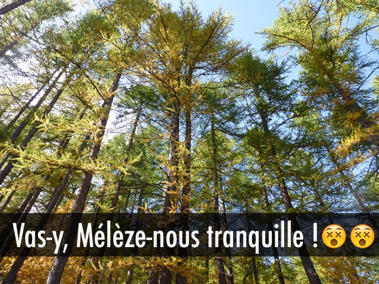 Illustration de l'article : Quand les noms d’arbres inspirent les jeux de mots les plus douteux… 10 exemples !