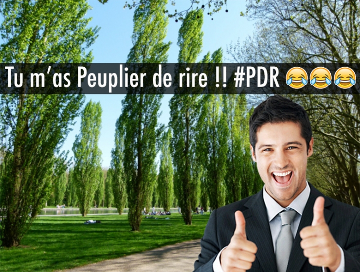 Illustration de l'article : Quand les noms d’arbres inspirent les jeux de mots les plus douteux… 10 exemples !
