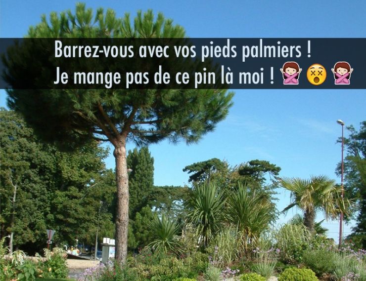 Illustration de l'article : Quand les noms d’arbres inspirent les jeux de mots les plus douteux… 10 exemples !