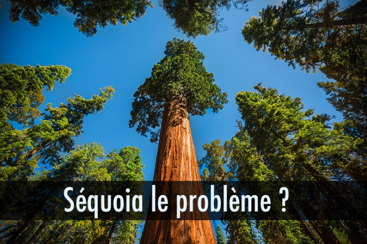 Illustration de l'article : Quand les noms d’arbres inspirent les jeux de mots les plus douteux… 10 exemples !