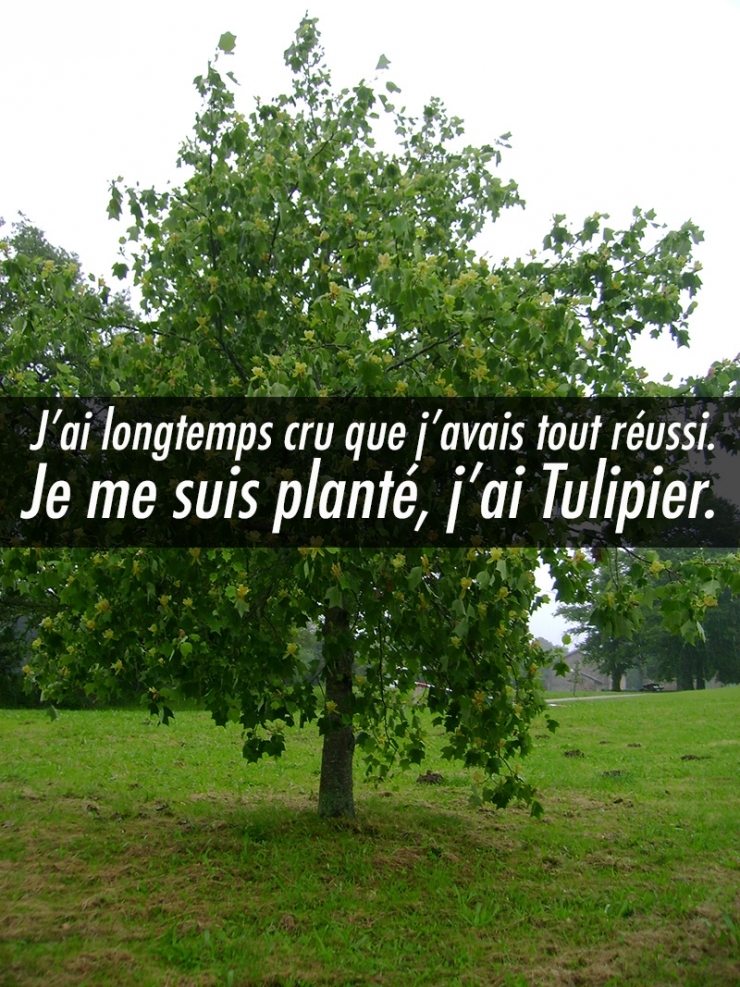 Illustration de l'article : Quand les noms d’arbres inspirent les jeux de mots les plus douteux… 10 exemples !