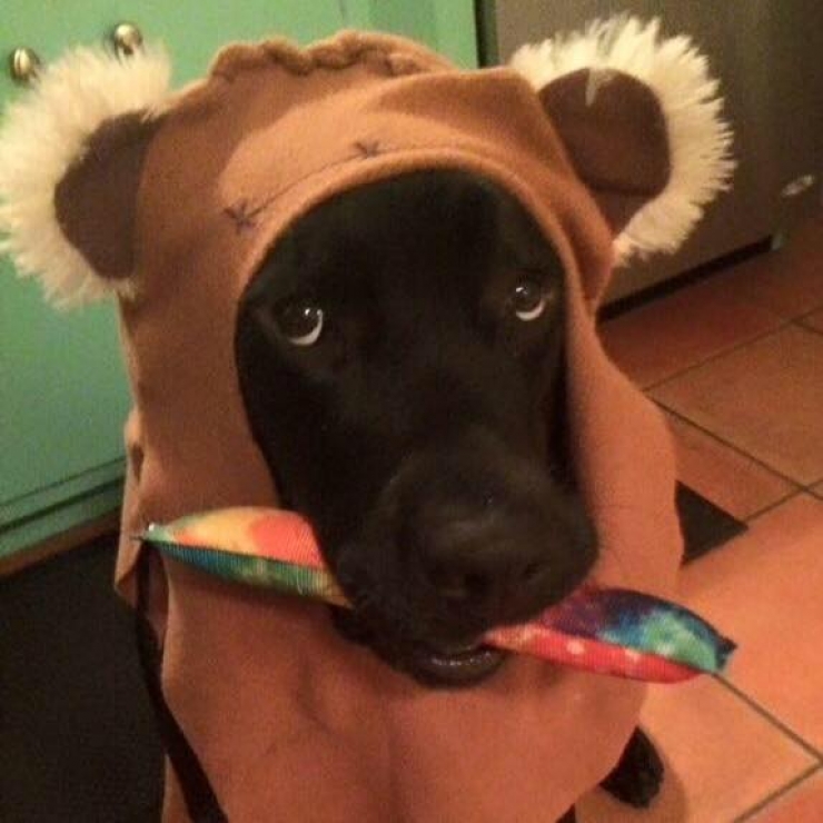 Illustration de l'article : Elle est r&eacute;veill&eacute;e par son chien en pleine nuit. Elle se rend dans la chambre de son fils et c&rsquo;est le choc !