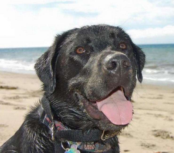 Illustration de l'article : Elle est r&eacute;veill&eacute;e par son chien en pleine nuit. Elle se rend dans la chambre de son fils et c&rsquo;est le choc !