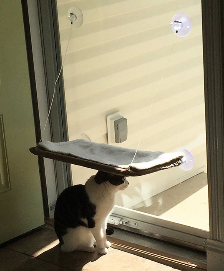 Illustration de l'article : Les chats n&rsquo;aiment visiblement pas vos cadeaux&hellip; La preuve en 24 photos !