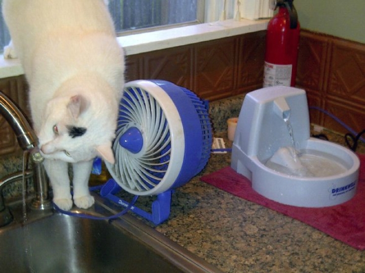 Illustration de l'article : Les chats n&rsquo;aiment visiblement pas vos cadeaux&hellip; La preuve en 24 photos !