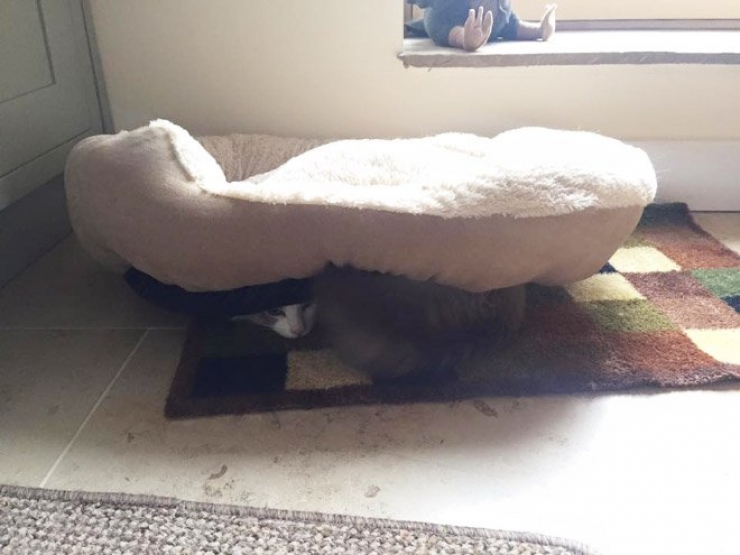 Illustration de l'article : Les chats n&rsquo;aiment visiblement pas vos cadeaux&hellip; La preuve en 24 photos !