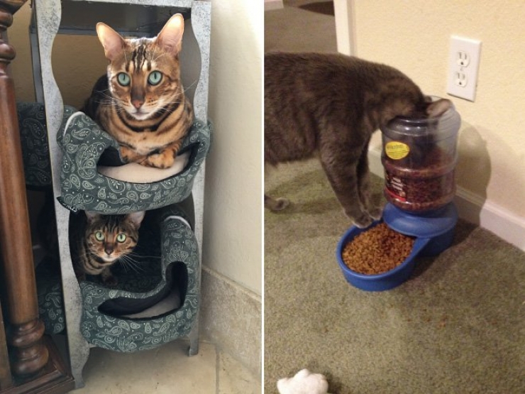 Illustration de l'article : Les chats n&rsquo;aiment visiblement pas vos cadeaux&hellip; La preuve en 24 photos !